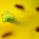 Flower@Macro