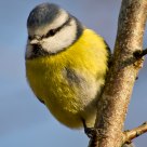 Blue Tit.