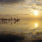 Reflejos dorados.