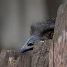 Ostrich       Ð¡Ñ‚Ñ€Ð°ÑƒÑ