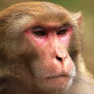 Monkey face
