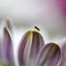 Very Tiny Bug