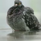 Bathing Pigeon