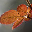 Leaf
