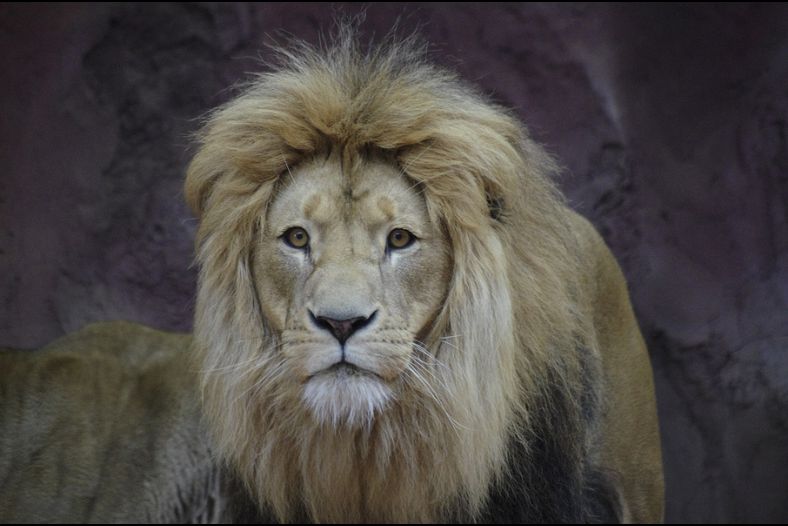 Lion Looks
