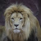 Lion Looks