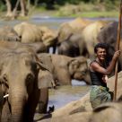Elephants