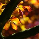 chestnut