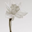 Flower Art