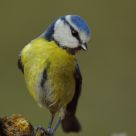 Blue tit