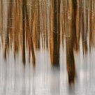 Mysterious Forest