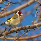 Carduelis carduelis...