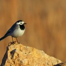 Motacilla alba...