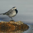 Motacilla alba...