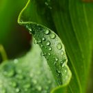 Macro
