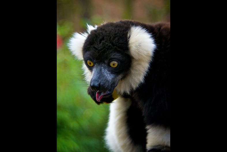 Licking Lemur
