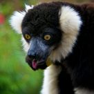 Licking Lemur