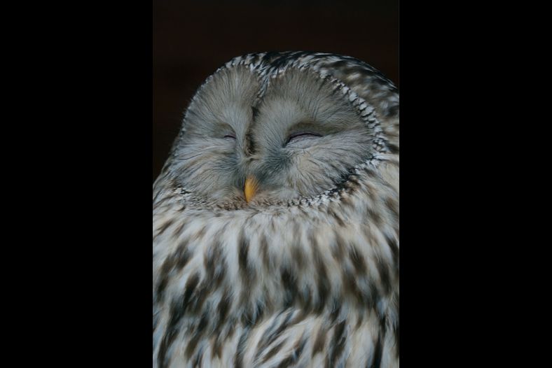 Great Grey Owl