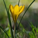 Crocus