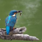 Fish catching