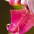 Orchid