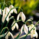 Snowdrops