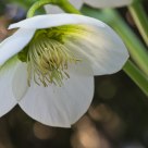 Hellebore
