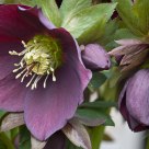 Hellebore