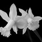 Narcissi