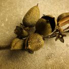 Pawlonia Seedpods