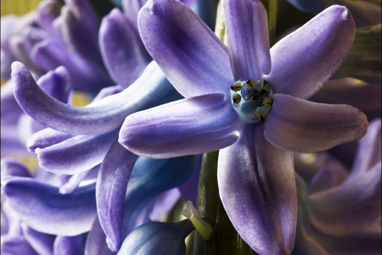Jacinthe