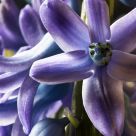 Jacinthe