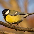 Great Tit