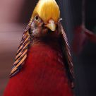 Cocky