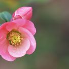 Blooming Quince