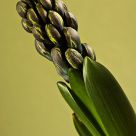 Budding Hyacinth