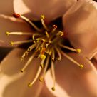 Bee Attraction