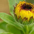 Souci - Calendula Officinalis