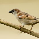 House Sparrow