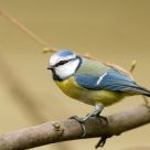 Blue Tit