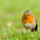 Robin