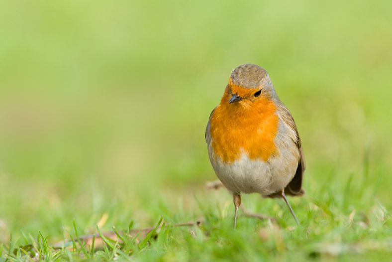 Robin