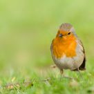 Robin