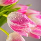 Tulip Still Life