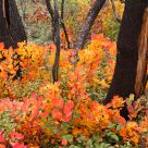 I colori del Carso