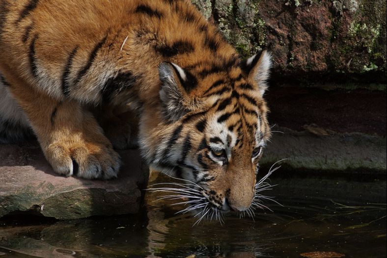 Young Tiger
