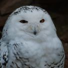Snowy Owl