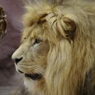 Lions