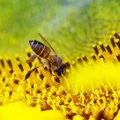 a hardworking bee on a sunflower