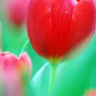 Red Tulip